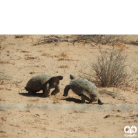 خانواده لاکپشت‌های زمین‌زی Testudinidae